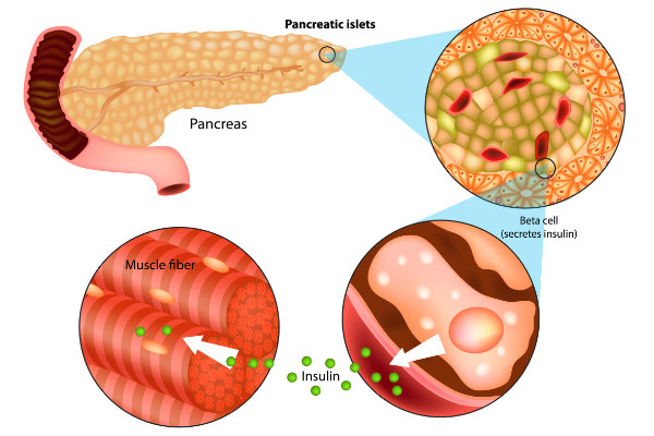 Beta cell