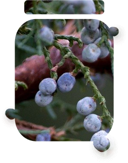 Juniper Berries